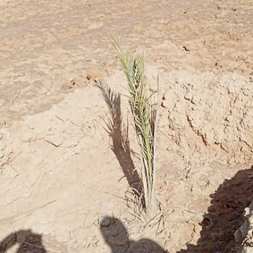 Terres agricoles 150000m² À vendre-13