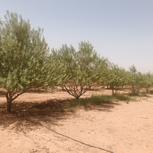 Terres agricoles 100000m² À vendre-0