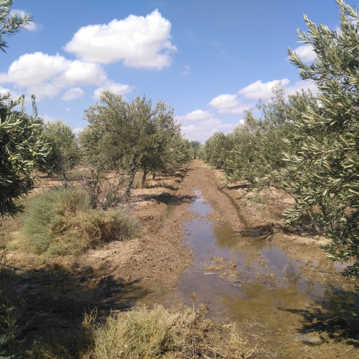 Terres agricoles 22500m² À vendre-0