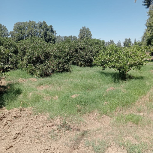 Terres agricoles 120000m² À vendre-0