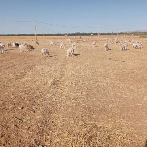 Terres agricoles 210000m² À vendre-0