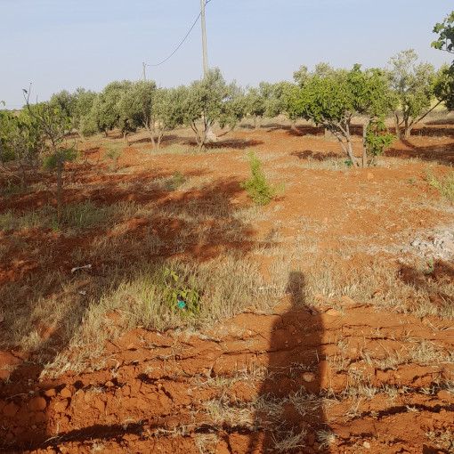 Terres agricoles 160000m² À vendre-1