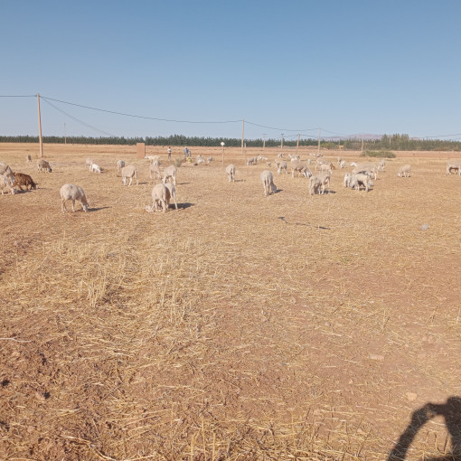 Terres agricoles 210000m² À vendre-1