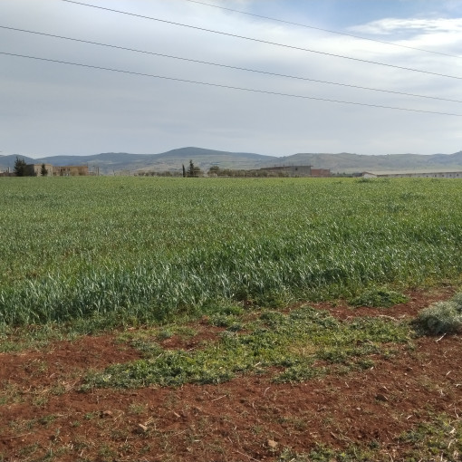 Terres agricoles 3.13m² À vendre-1