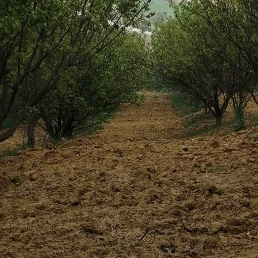 Terres agricoles 5.20m² À vendre-1