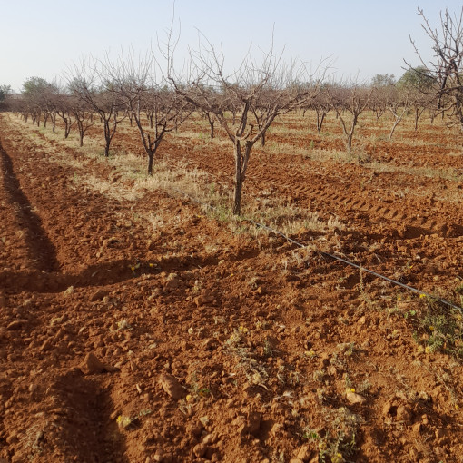 Terres agricoles 160000m² À vendre-10