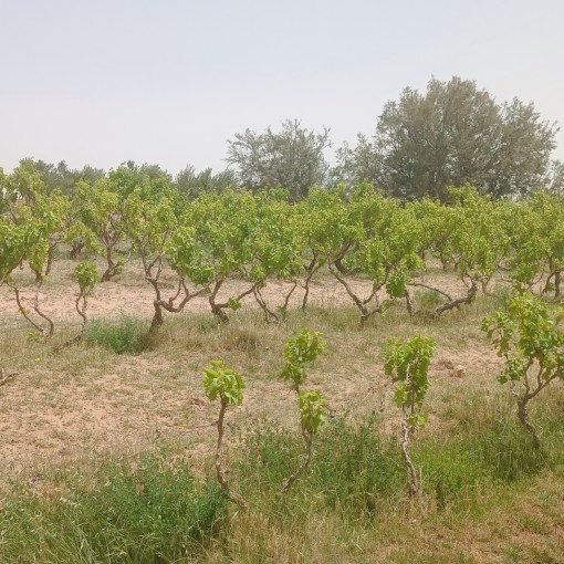 Terres agricoles 100000m² À vendre-12