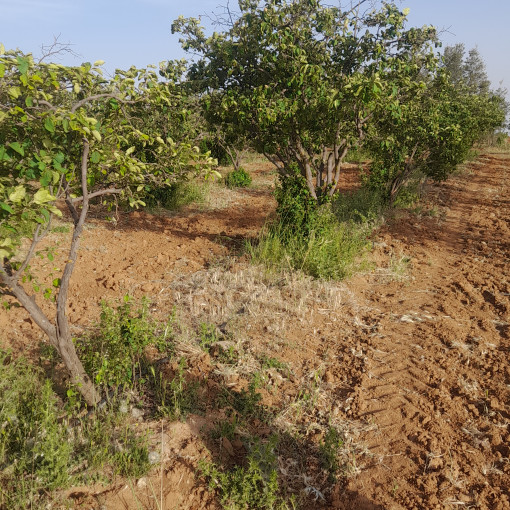 Terres agricoles 160000m² À vendre-14