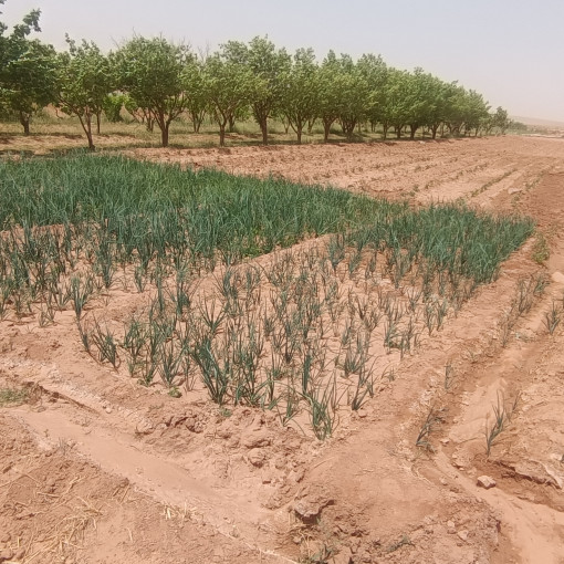 Terres agricoles 100000m² À vendre-14