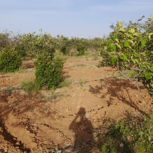 Terres agricoles 160000m² À vendre-15