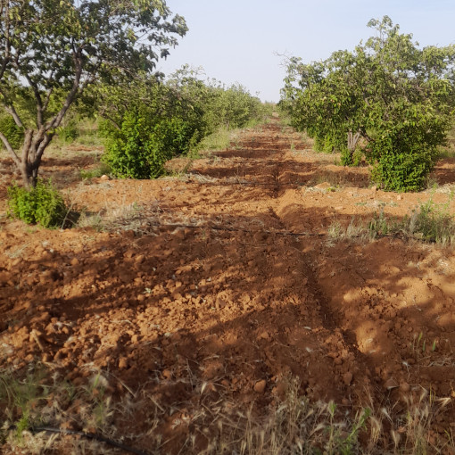 Terres agricoles 160000m² À vendre-16