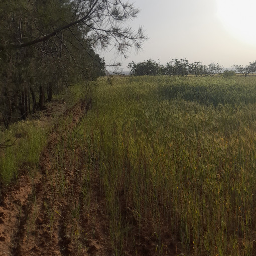 Terres agricoles 160000m² À vendre-17