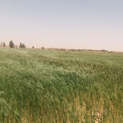 Terres agricoles 100000m² À vendre-3