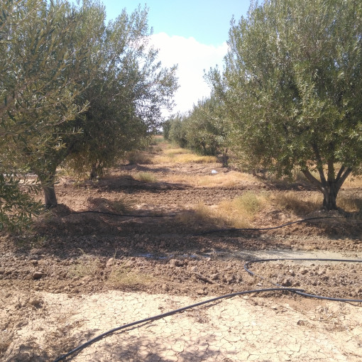 Terres agricoles 22500m² À vendre-3