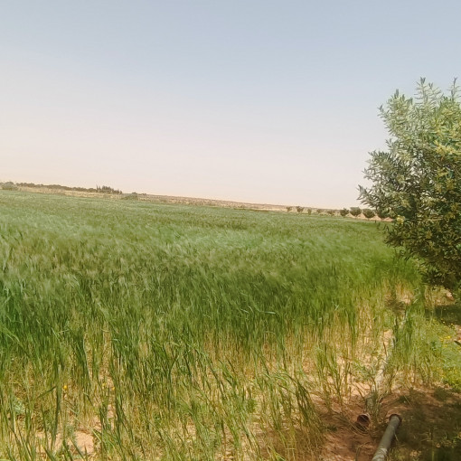 Farmland 100000m² For Sale-4