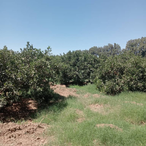 Terres agricoles 120000m² À vendre-5