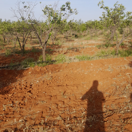 Terres agricoles 160000m² À vendre-7