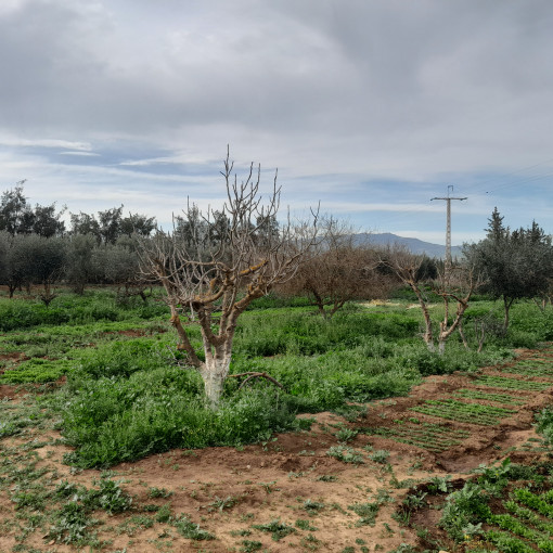 Farmland 40500m² For Sale-10