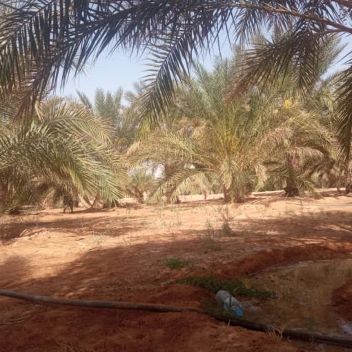 Terres agricoles 52000m² À vendre-9