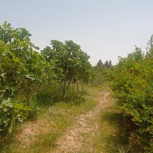 Terres agricoles 100000m² À vendre-8