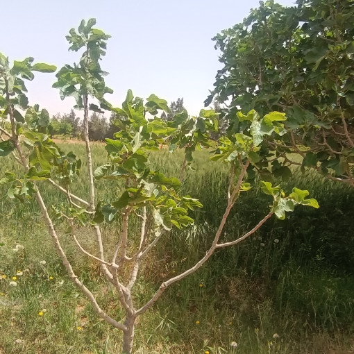 Terres agricoles 100000m² À vendre-9